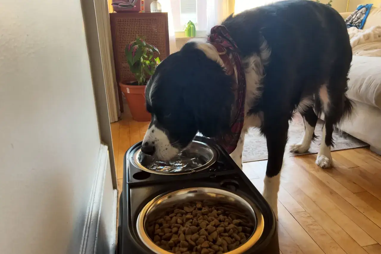 Un cane nero e bianco con un foulard a quadri beve da una ciotola d'acqua. Accanto, una ciotola piena di crocchette, parte della sua corretta alimentazione cane.