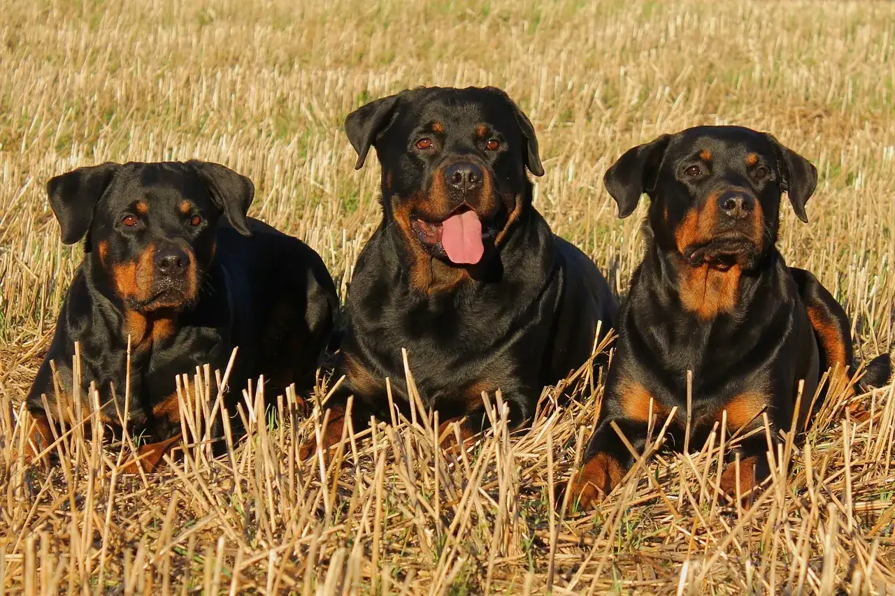 Tre rottweiler, noti per il loro temperamento equilibrato, riposano in un campo di stoppie.