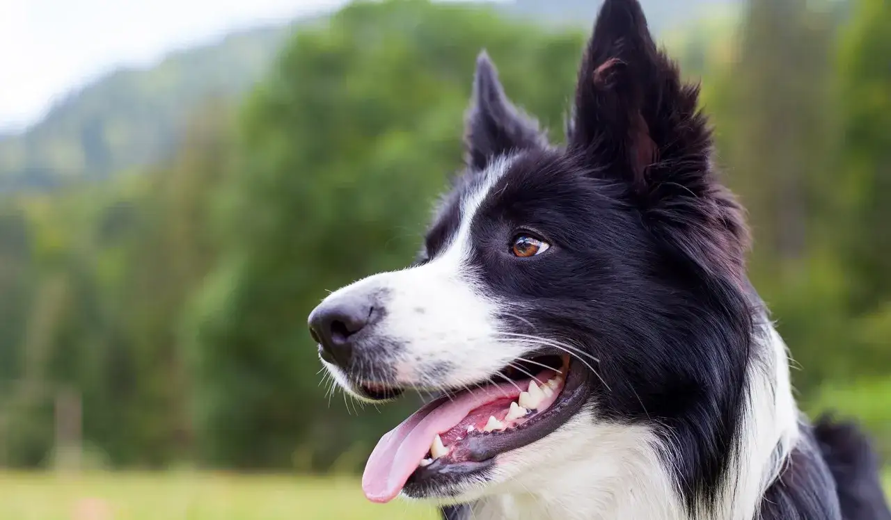 Border Collie, un esempio di nomi razze di cani taglia media, con sguardo attento e lingua fuori, in un prato verde.