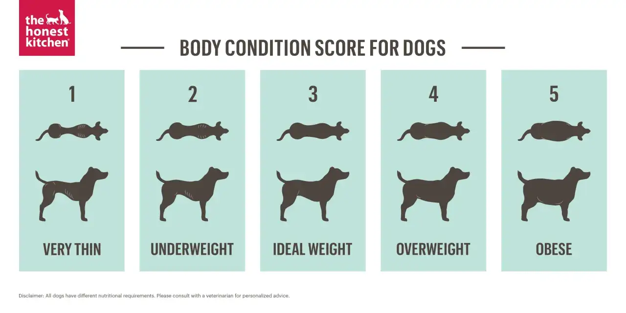 Punteggi di condizione corporea per cani: da sottopeso a obeso. Guida per capire come far dimagrire il cane.