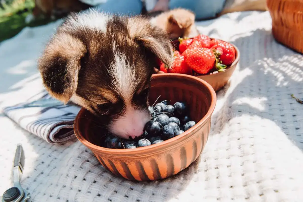 Un cucciolo di cane scopre che i cani possono mangiare i mirtilli, assaggiandoli da una ciotola durante un picnic.