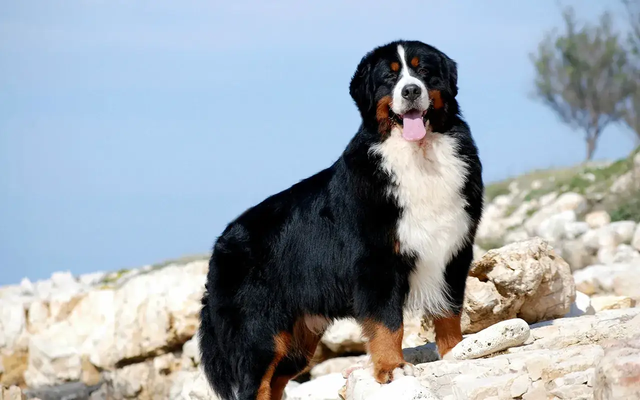 Un maestoso cane di razza Bovaro del Bernese, con il suo manto tricolore, sembra pronto a difendere il territorio. Nonostante l'aspetto imponente, non è tra i cani da guardia pericolosi.