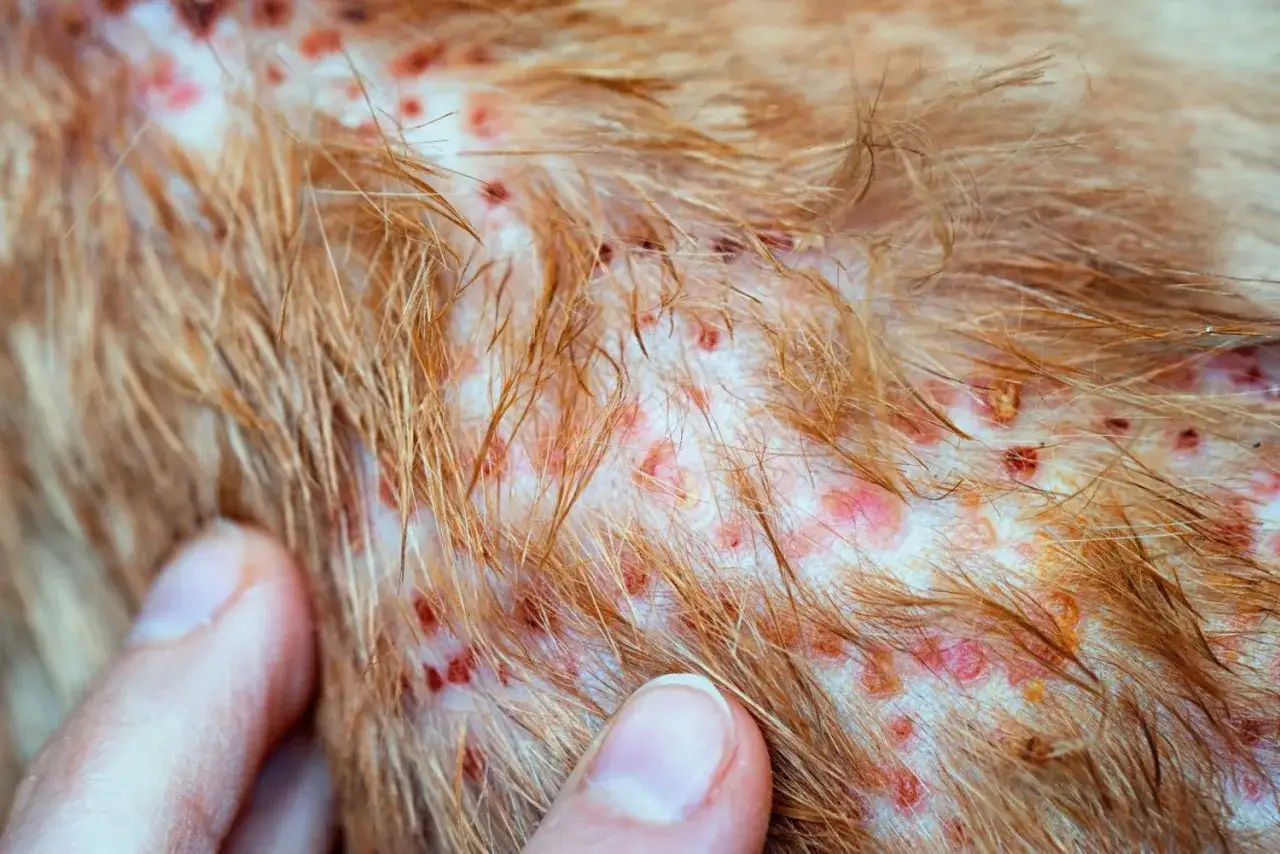 Dermatite cane: croste e arrossamenti sulla pelle. Si cercano rimedi per alleviare il prurito e curare le lesioni.