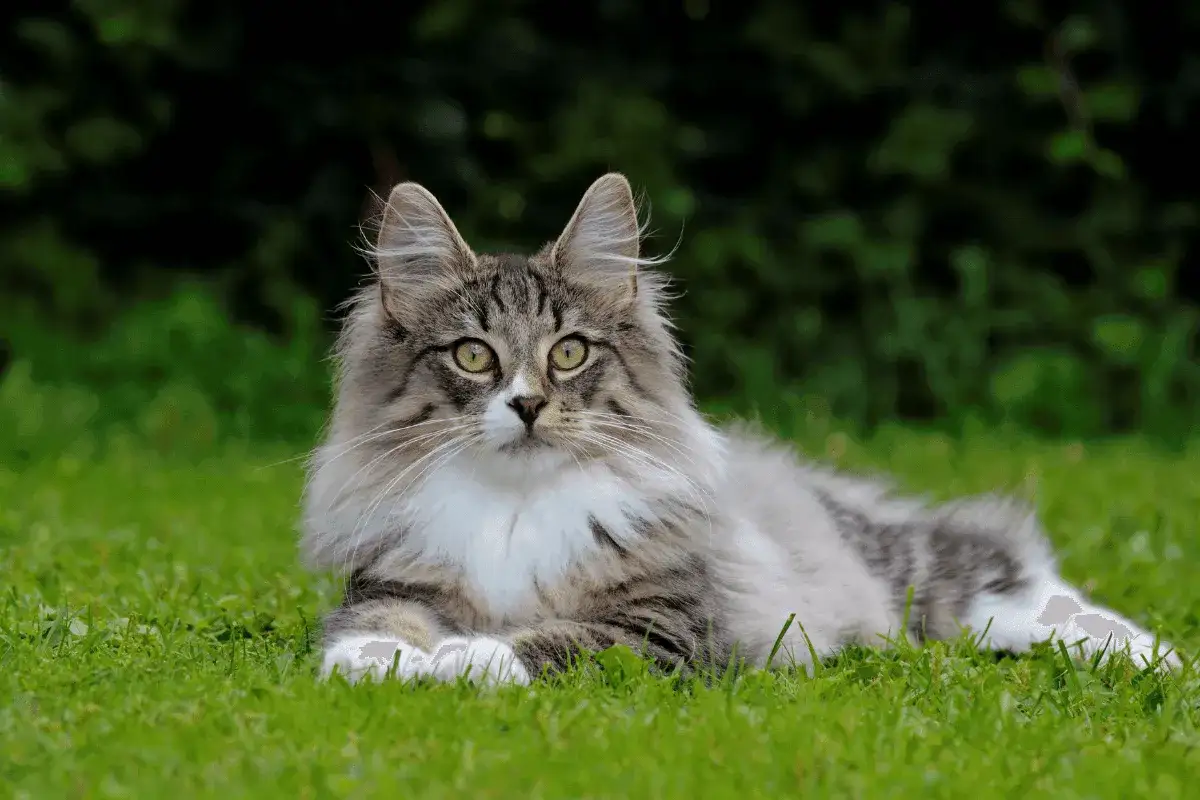 Un maestoso gatto norvegese delle foreste, con folta pelliccia tigrata e occhi verdi penetranti, riposa sull'erba verde.