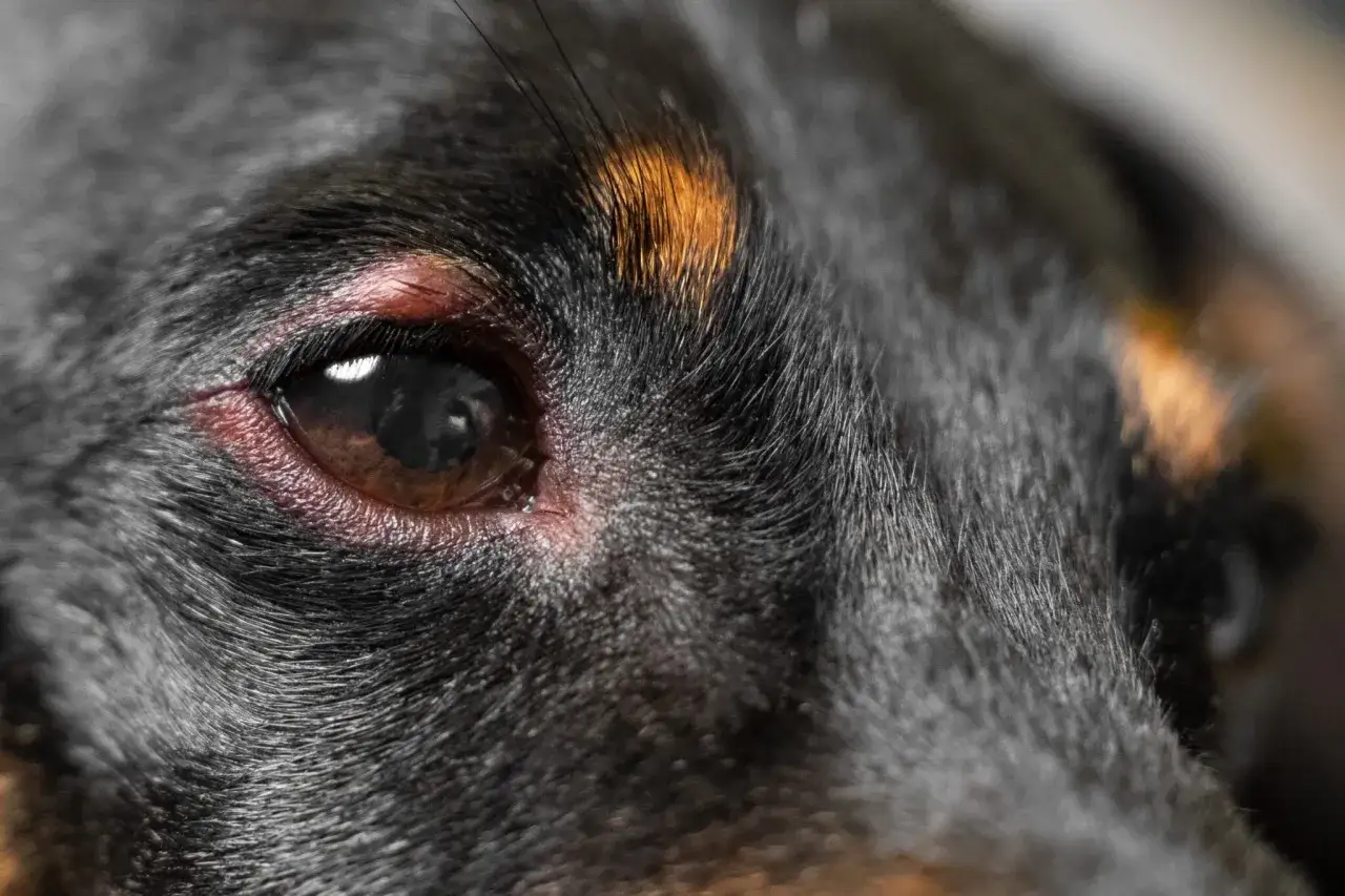 Occhio di un cane con pelo nero e macchie marroni. L'occhio è marrone e leggermente arrossato intorno.