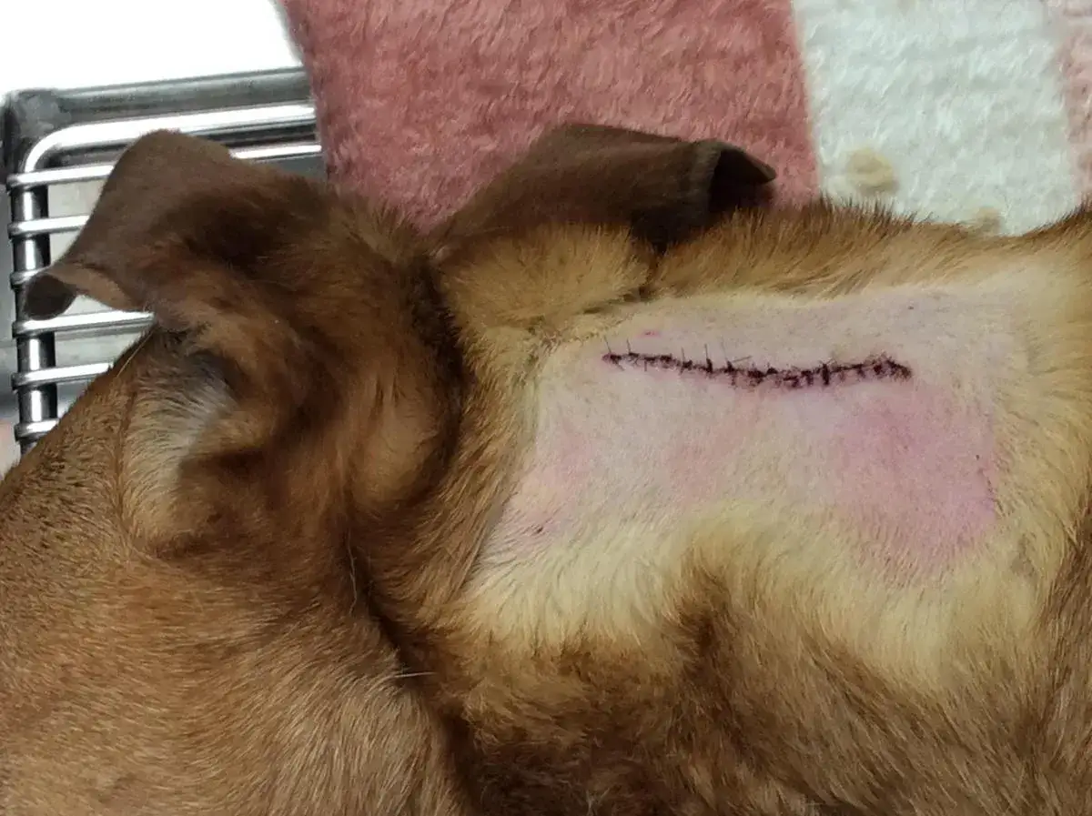 Cane con sutura post-operatoria per la rimozione di un mastocitoma. La ferita è visibile sul fianco, con punti di sutura e arrossamento.