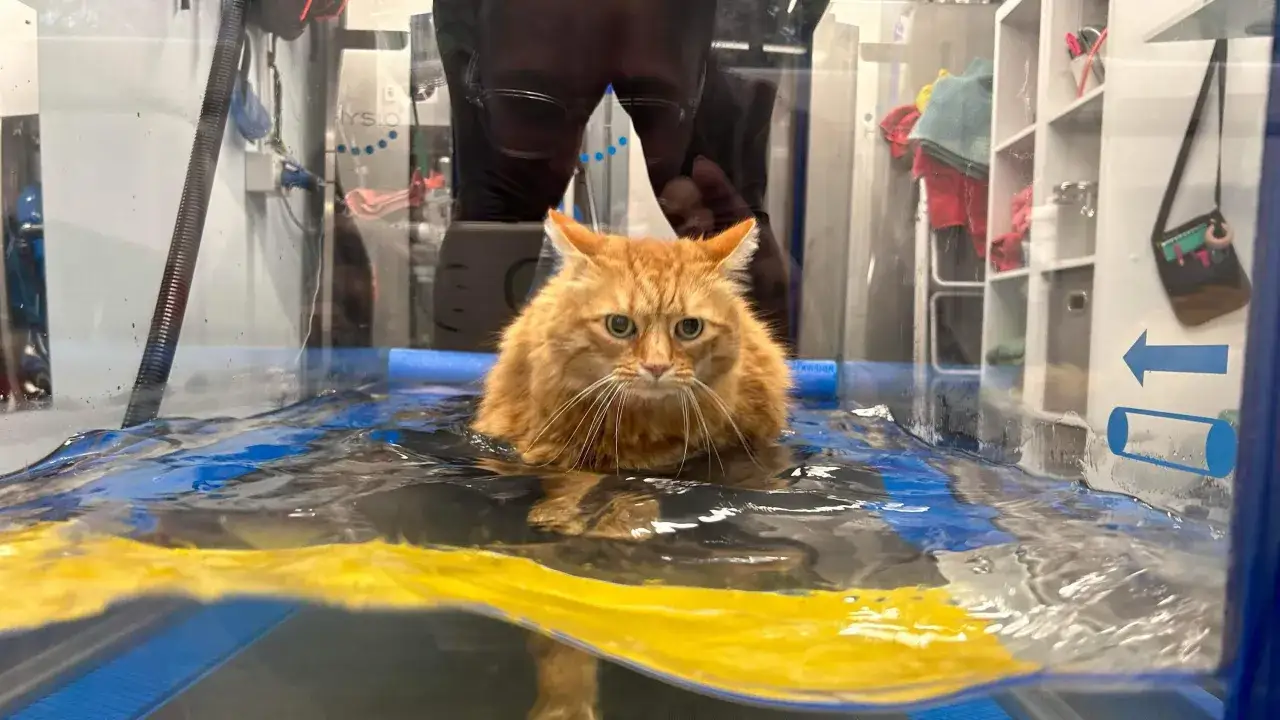 Gatto arancione in acqua, parte di un percorso per capire come far dimagrire un gatto.