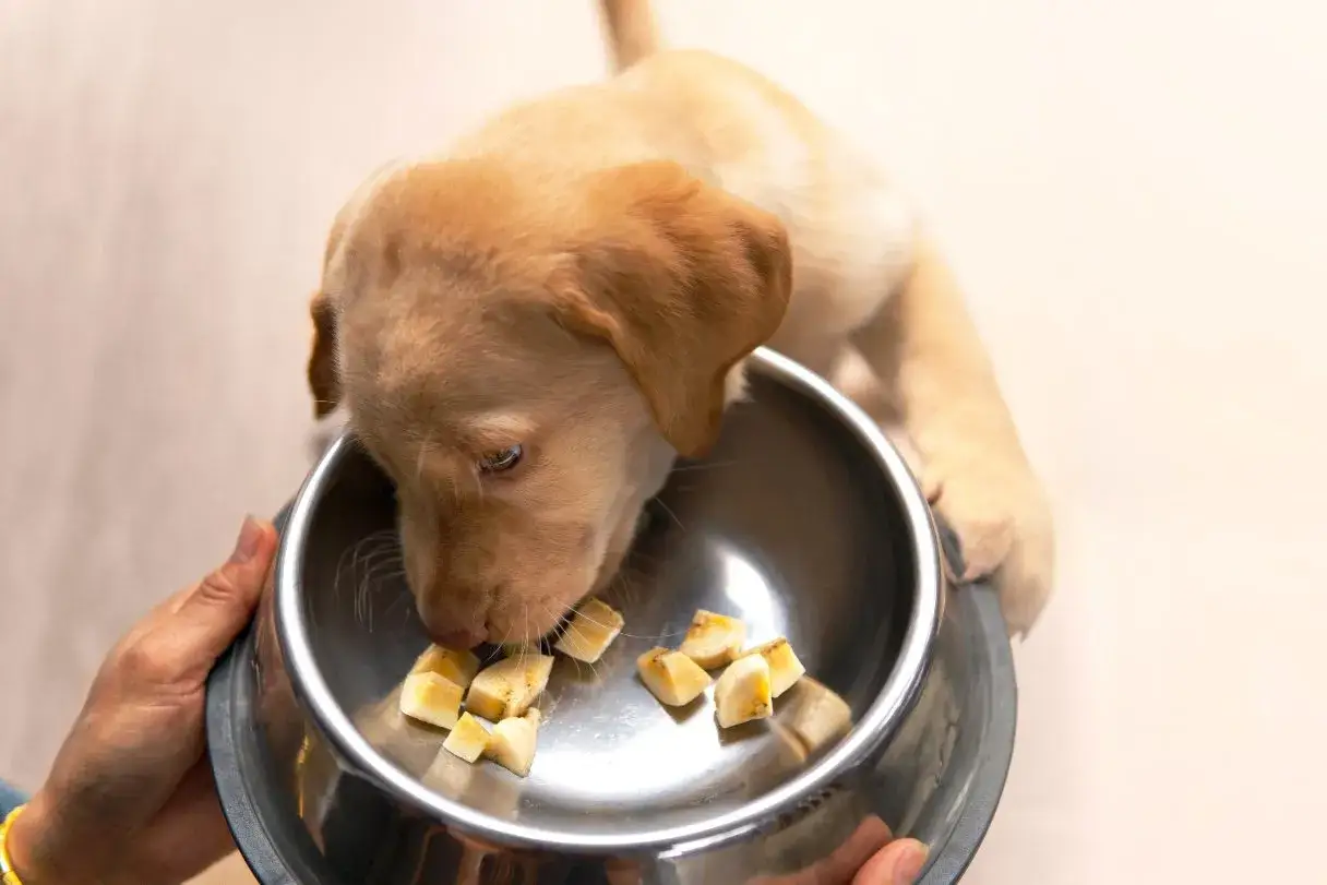 Un cucciolo di Labrador mangia con gusto pezzetti di banane per cani da una ciotola d'acciaio tenuta da una mano.