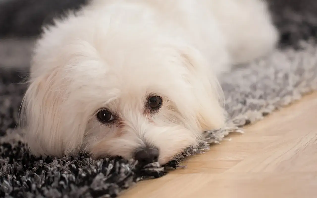 Dolce cane maltese con pelo bianco soffice, sdraiato su un tappeto grigio.