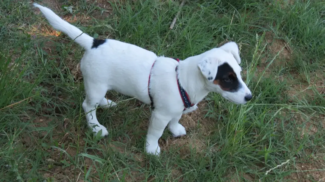 Un vivace Jack Russell con un'espressione curiosa, tipica del suo carattere, esplora l'erba alta.