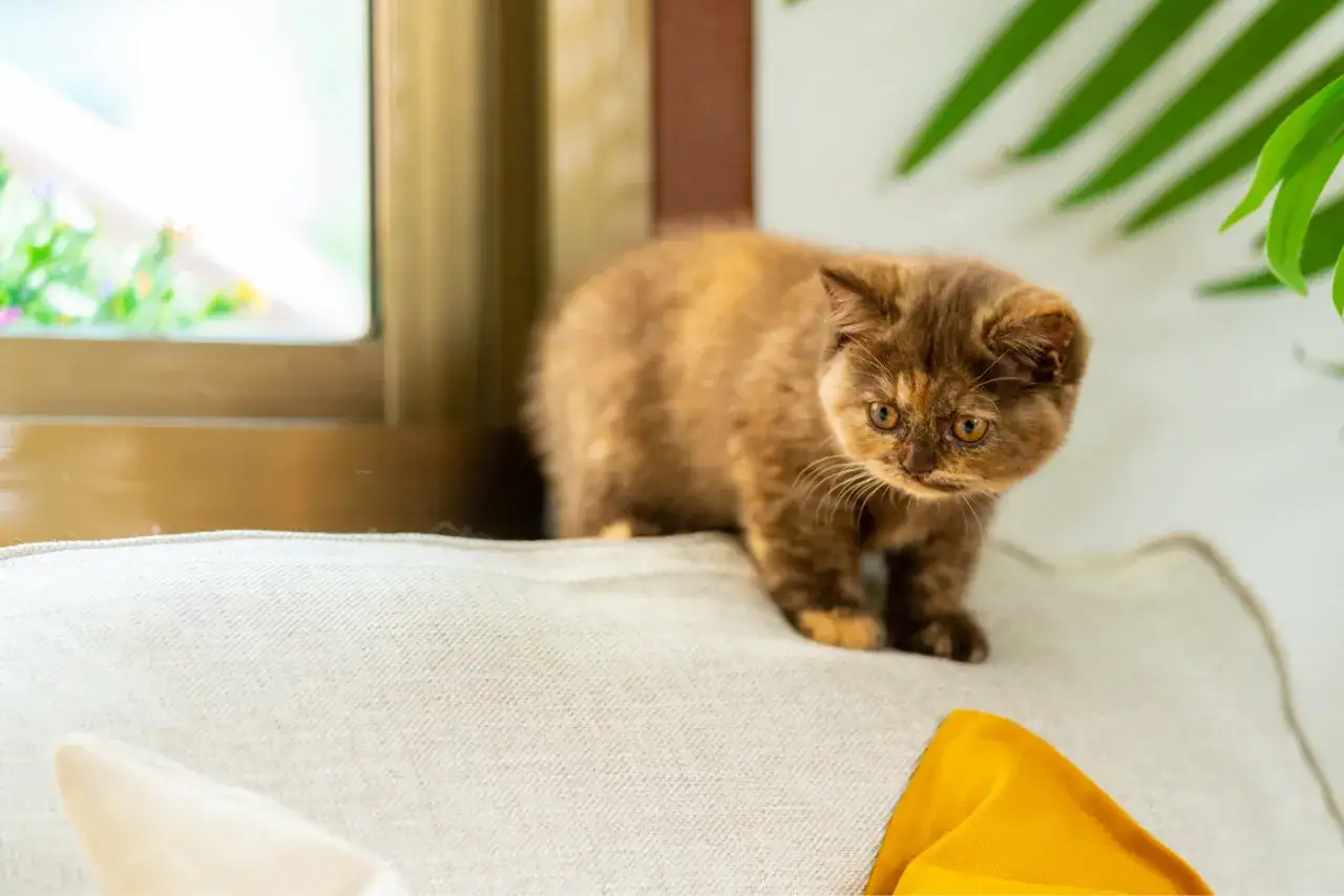 Un cucciolo di British Shorthair, con il suo tipico carattere curioso, osserva il mondo da un cuscino.