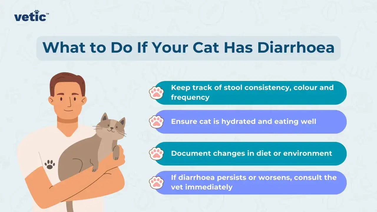 Un uomo tiene un gatto. La grafica illustra cosa fare in caso di diarrea gatto: monitorare feci, idratazione, alimentazione e consultare il veterinario se necessario.