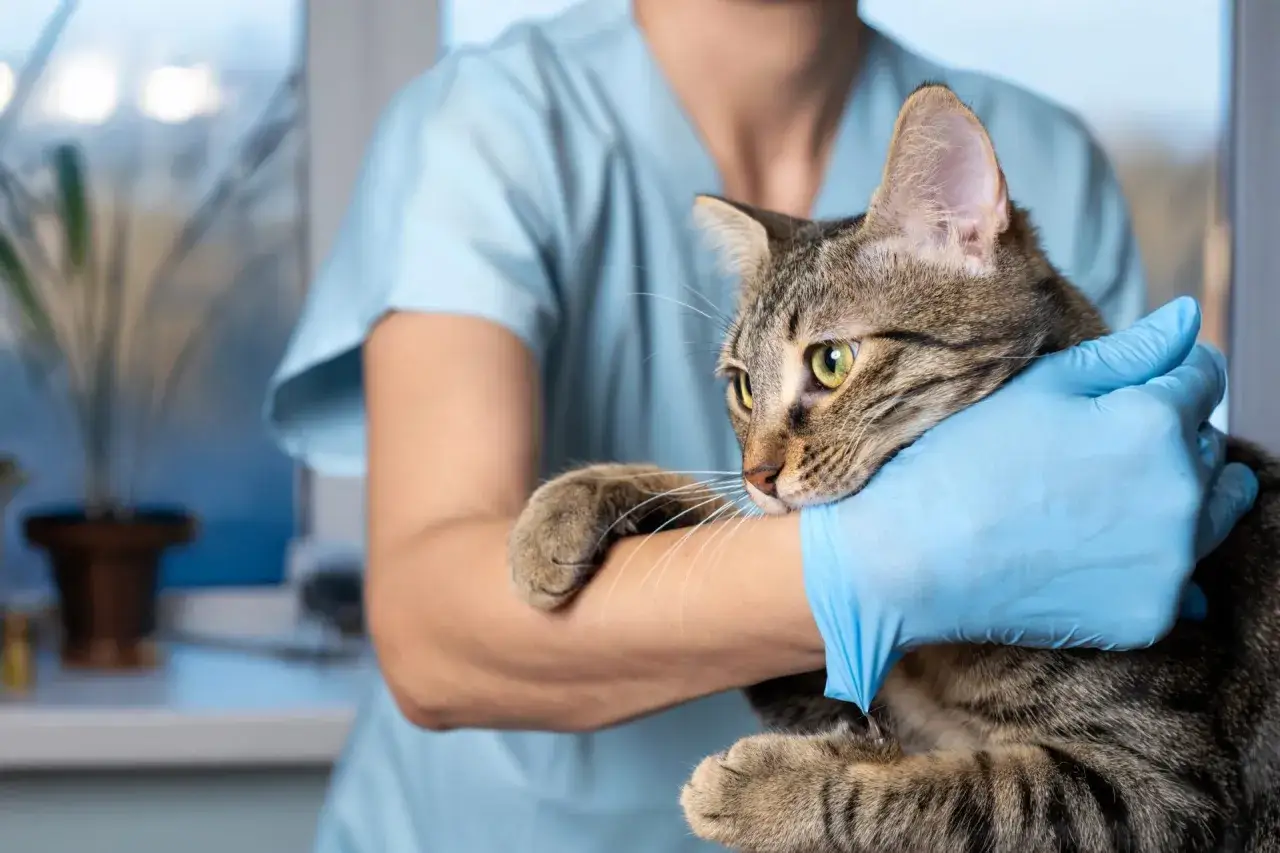 Gatto con cistite, il veterinario cerca rimedi.