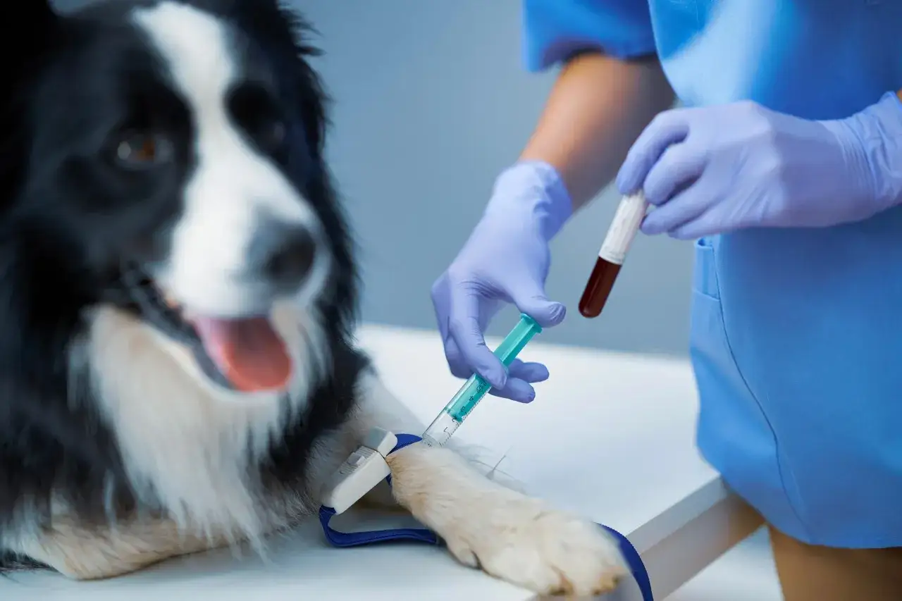 Veterinario preleva sangue da un cane per esami, forse per diagnosticare i sintomi della leptospirosi.