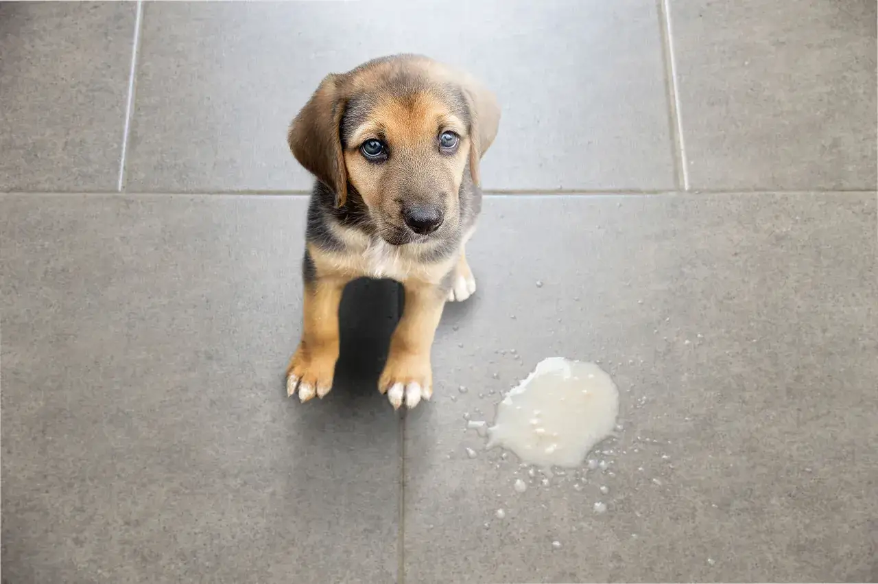 Dolce cucciolo con occhi tristi accanto a una macchia di vomito cane sul pavimento piastrellato.