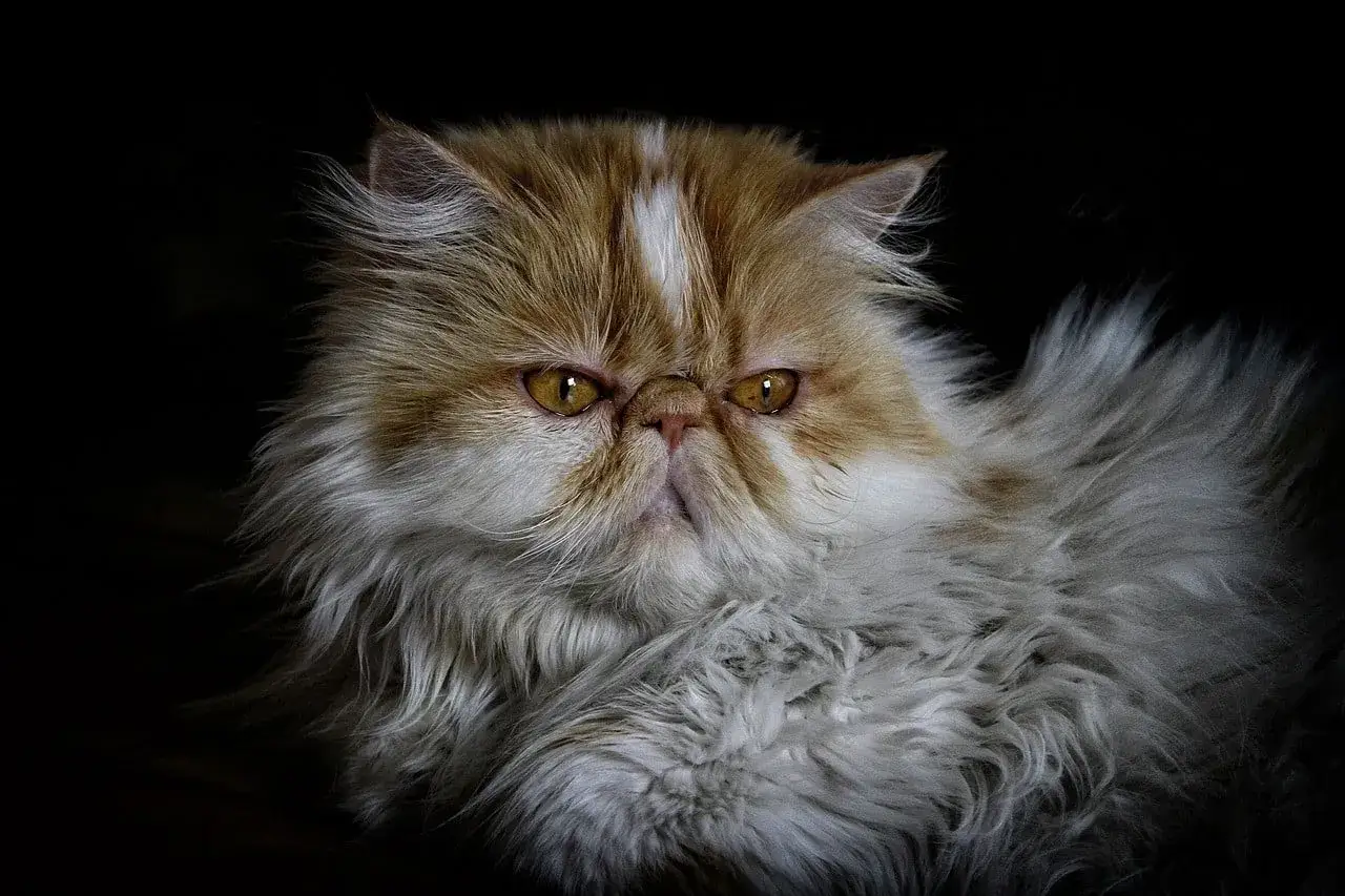 Gatto persiano dal pelo lungo e folto, con occhi dorati penetranti. Il suo carattere sembra regale e un po' scontroso, ma nasconde un animo dolce.