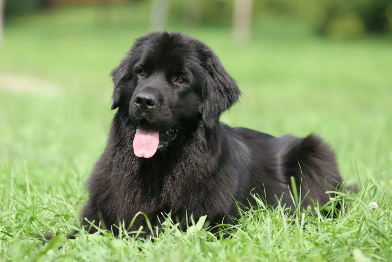 Un maestoso terranova cane nero giace sull'erba verde, con la lingua rosa fuori, godendosi una giornata di sole.