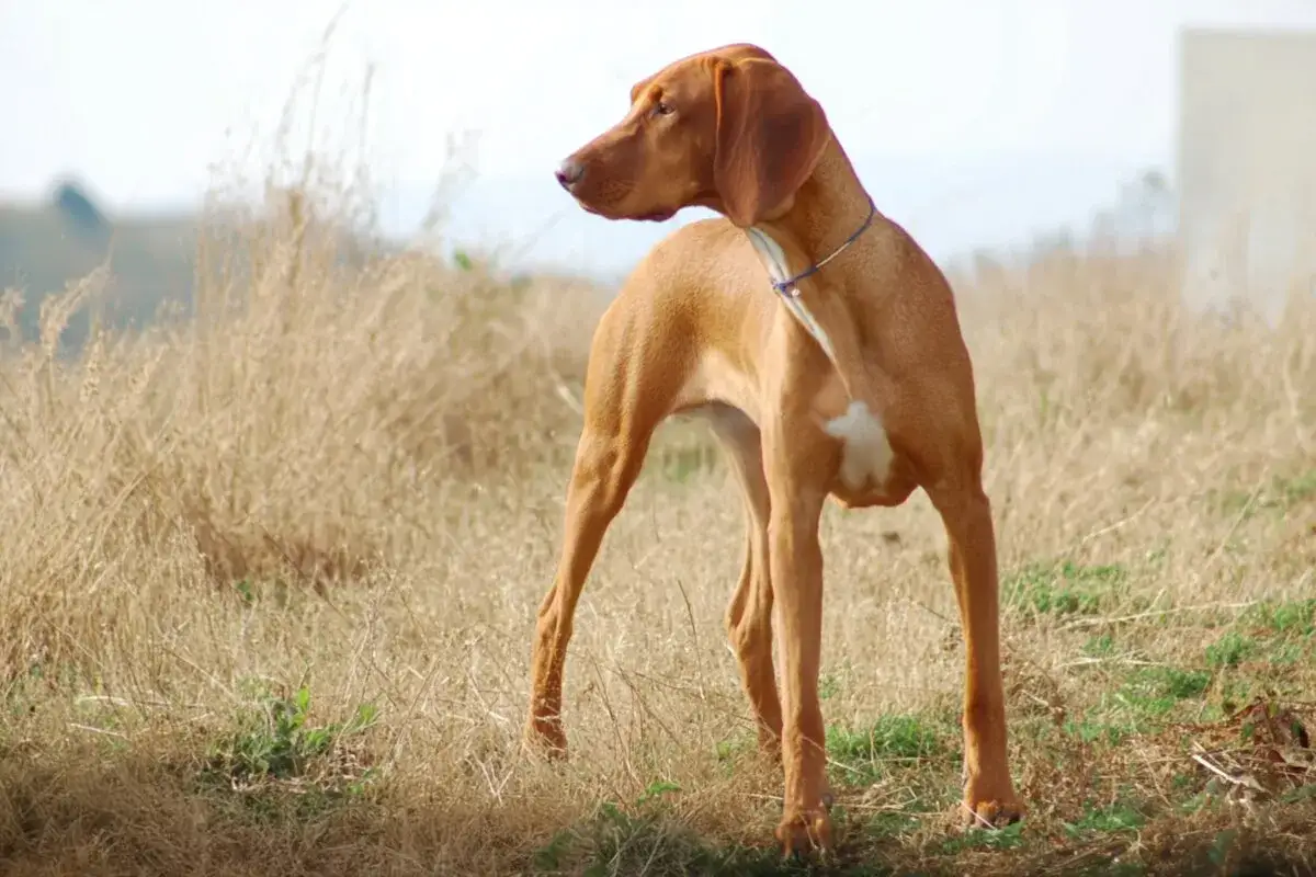 Un elegante segugio cane color ruggine, con una macchia bianca sul petto, osserva attentamente l'orizzonte tra l'erba secca.