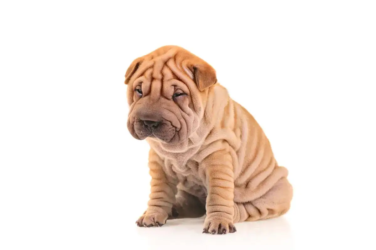 Dolce cane con le rughe, un cucciolo di Shar Pei color albicocca seduto su sfondo bianco.