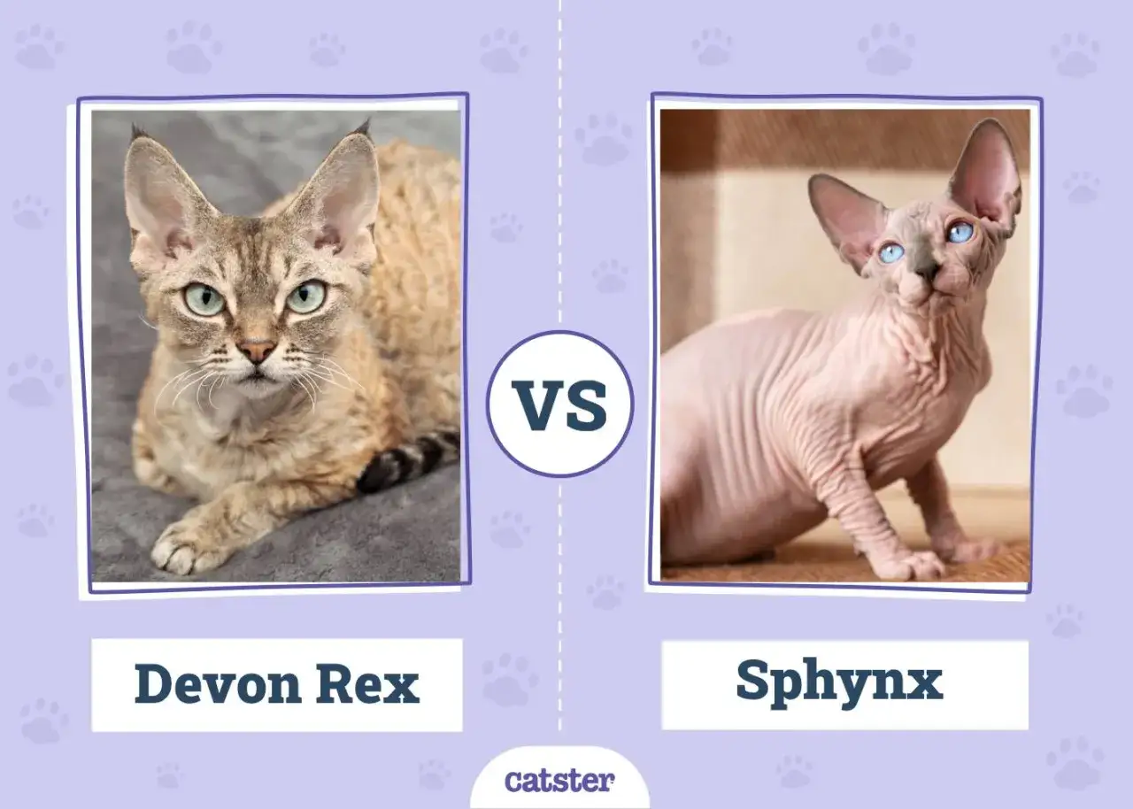 Confronto tra Devon Rex e Sphynx, un gatto senza pelo con occhi azzurri.