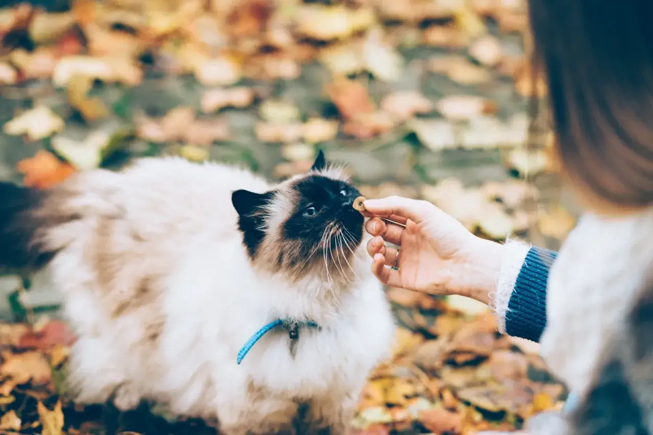 Un gatto siamese riceve un bocconcino da una mano, un esempio di come educare un gatto con rinforzi positivi tra le foglie autunnali.