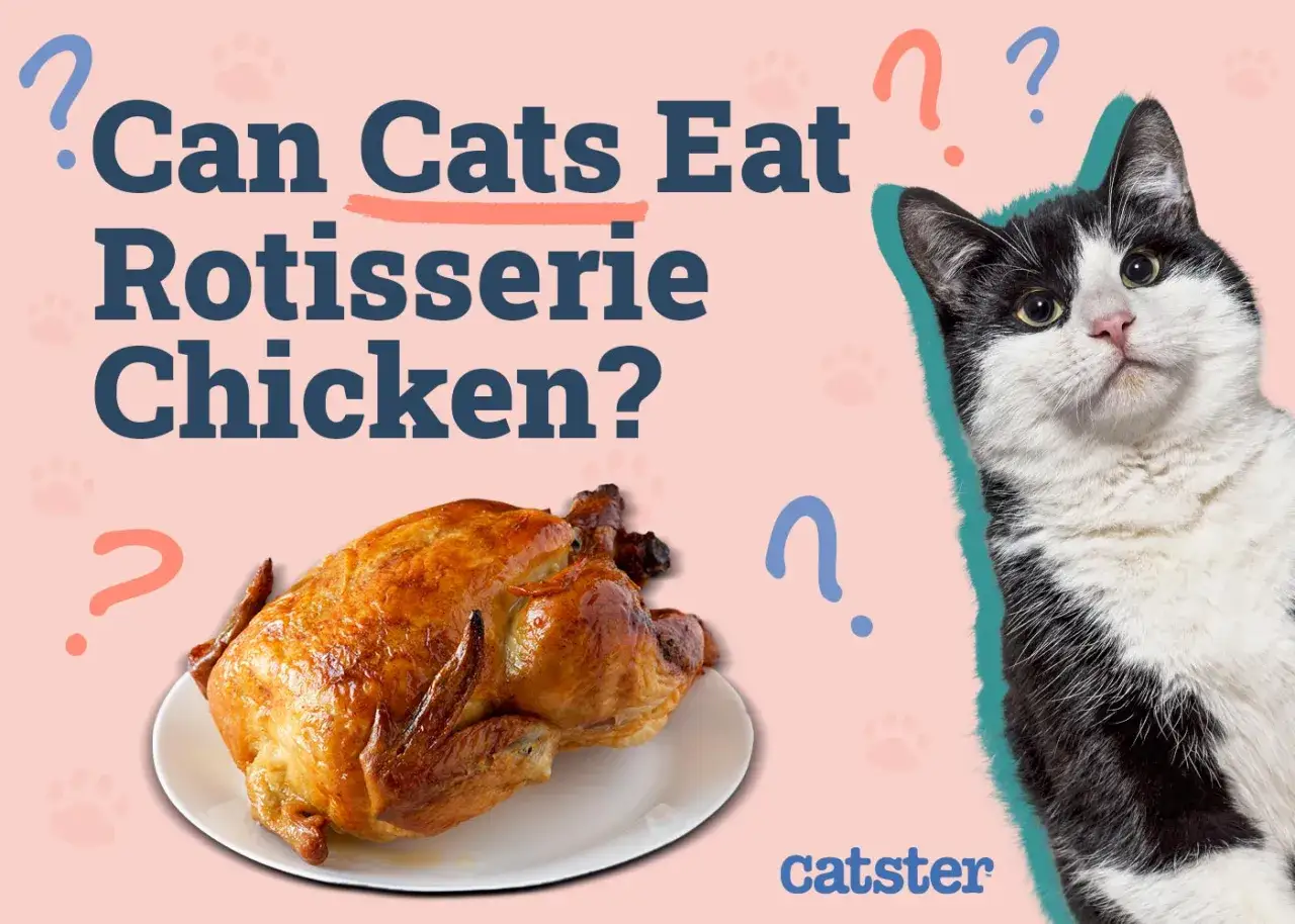 Un gatto nero e bianco guarda un pollo arrosto, con la domanda 