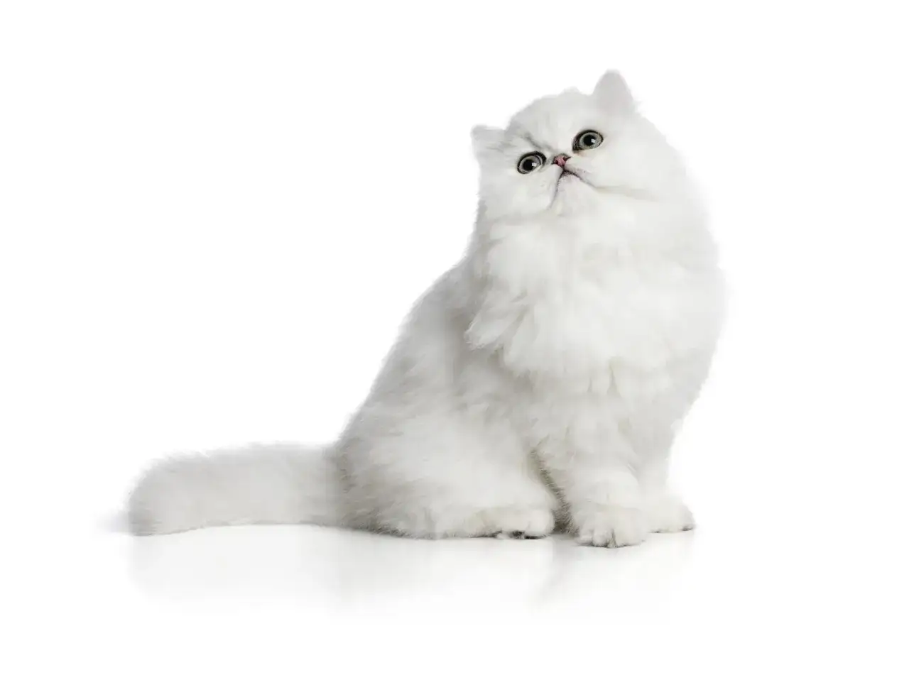Un gatto bianco con pelo lungo, una delle tante razze gatti pelo lungo, posa con sguardo curioso.