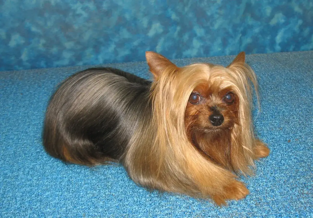 Un adorabile yorkshire terrier con lunghi capelli biondi e scuri, sdraiato su uno sfondo blu.