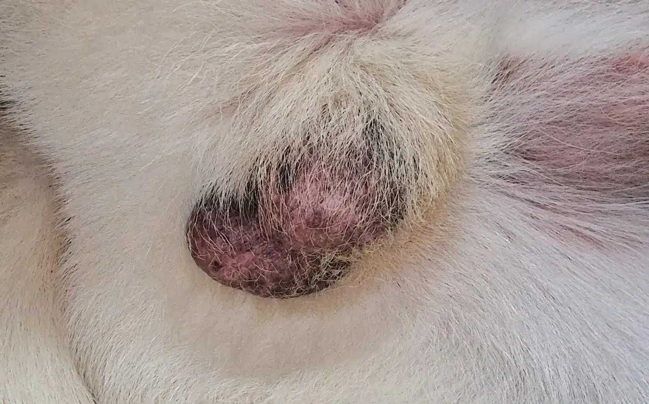 Un nodulo scuro e ruvido sulla pelle di un cane bianco, possibile sintomo di mastocitoma.