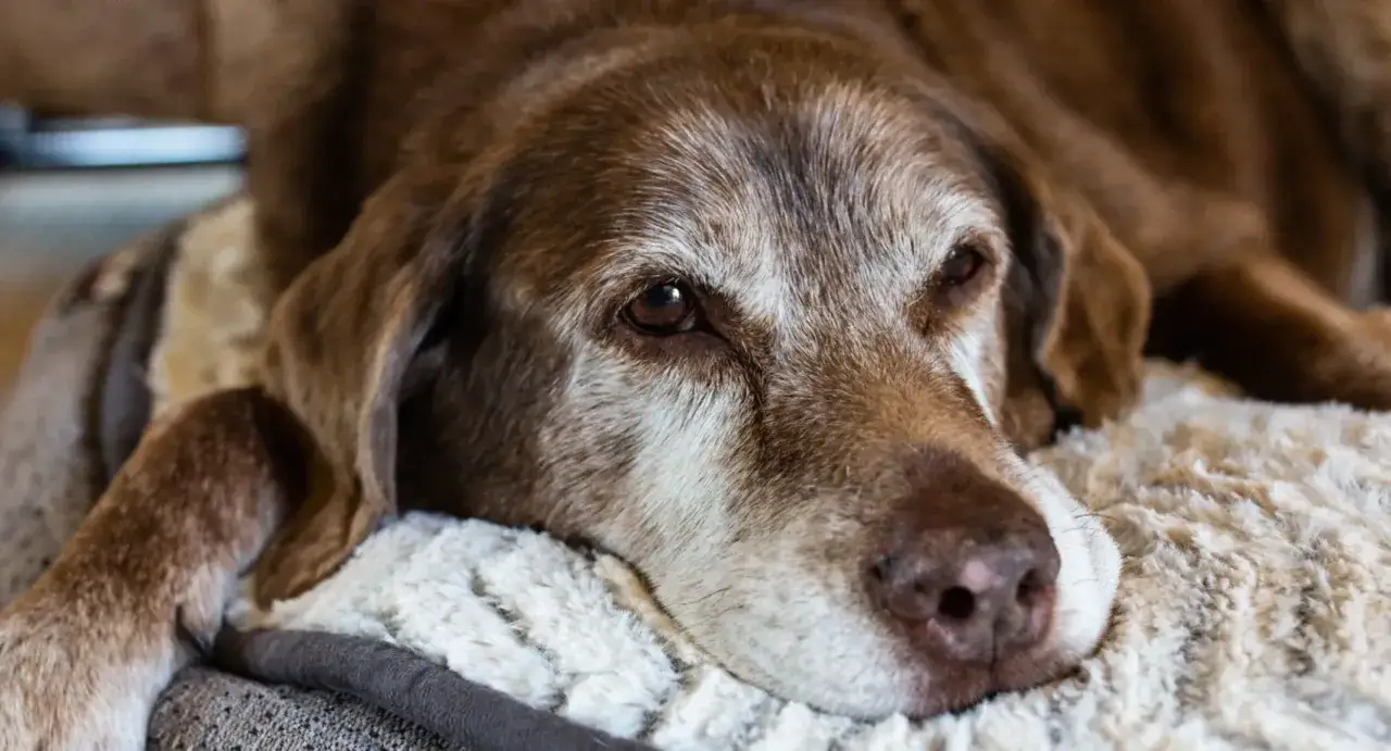 Un cane anziano con muso grigio riposa su una coperta morbida. La sua espressione è dolce, quasi a chiedersi quanto vive un cane con demenza senile.