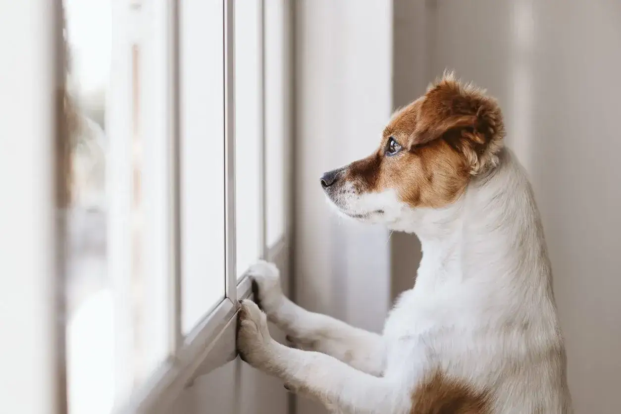 Un cane bianco e marrone con le zampe sul davanzale, guarda fuori dalla finestra. Forse il cane abbaia a qualcosa che vede.