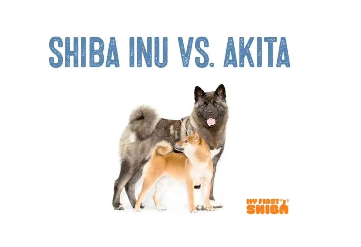 Due cani giapponesi, un Akita Inu e uno Shiba Inu, fianco a fianco.