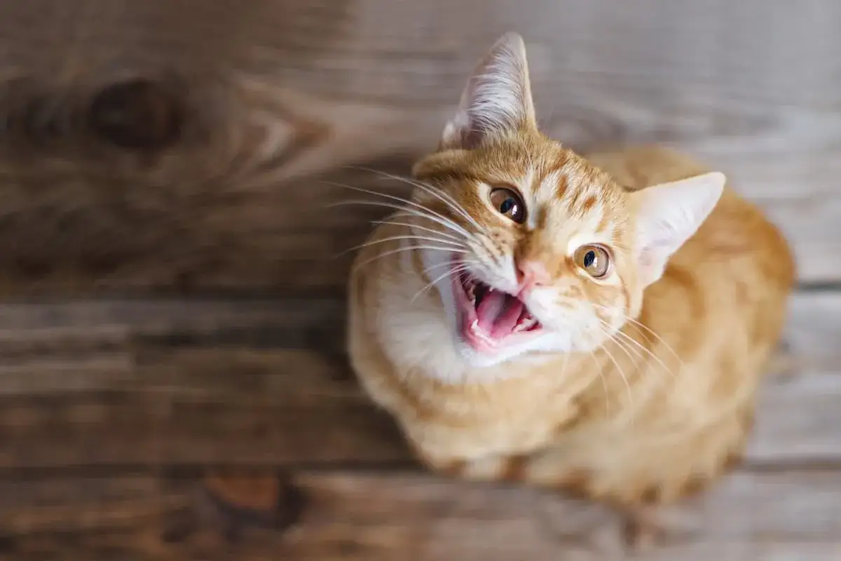 Un gattino arancione di 3 mesi, con un miagolio acuto, guarda verso l'alto con la bocca aperta.