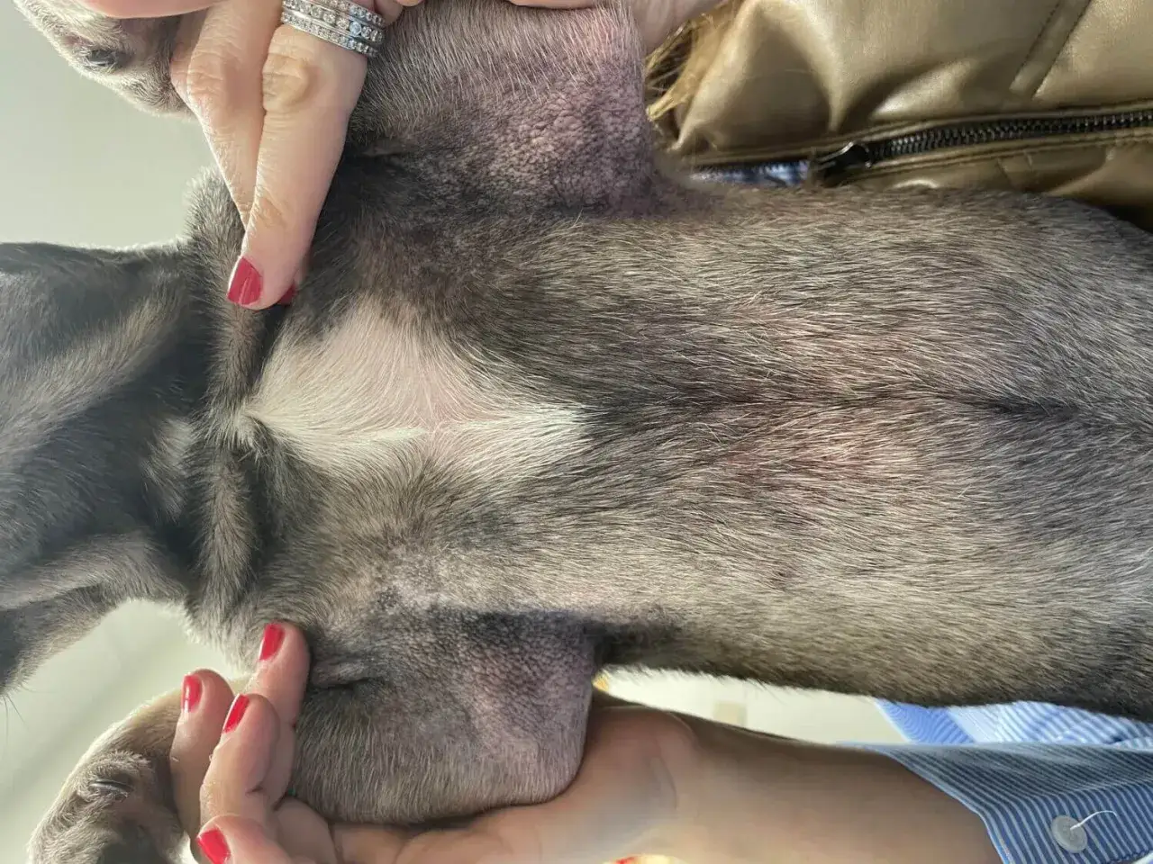 Pelle arrossata e irritata sul ventre di un cane, possibili sintomi di un cane allergico all'erba.