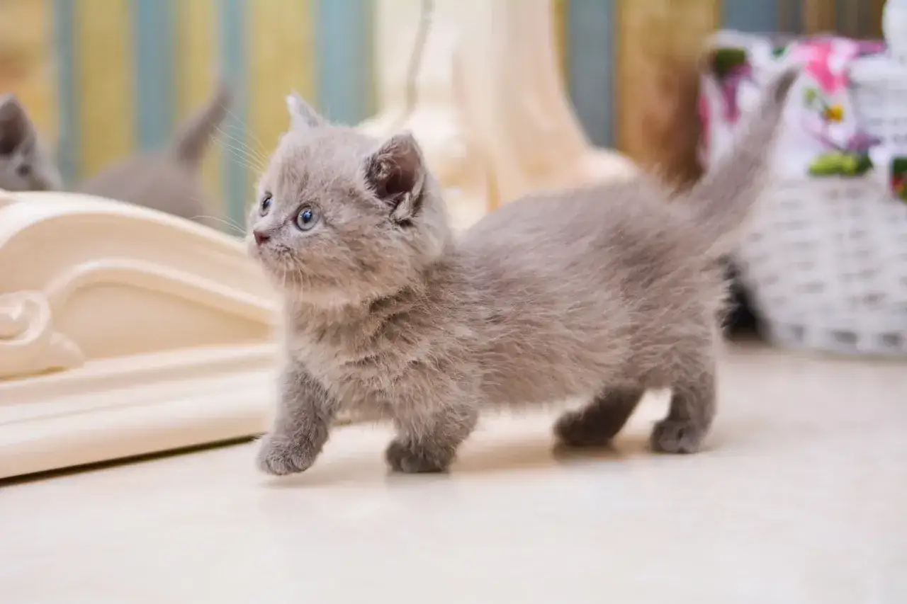 Un adorabile gattino munchkin grigio con occhi azzurri cammina con passo incerto vicino a uno specchio.
