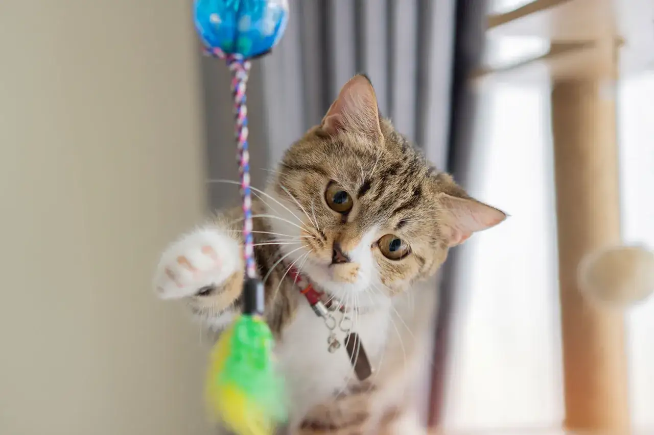 Gattino curioso gioca con un giochino piumato, uno dei tanti giochi da fare con i gatti per divertirsi insieme.