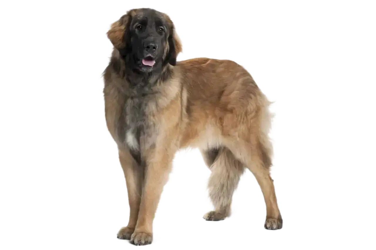 Un maestoso Leonberger, con le sue impressionanti dimensioni, posa su sfondo nero. Il pelo folto e dorato risalta, mostrando la sua imponente corporatura.