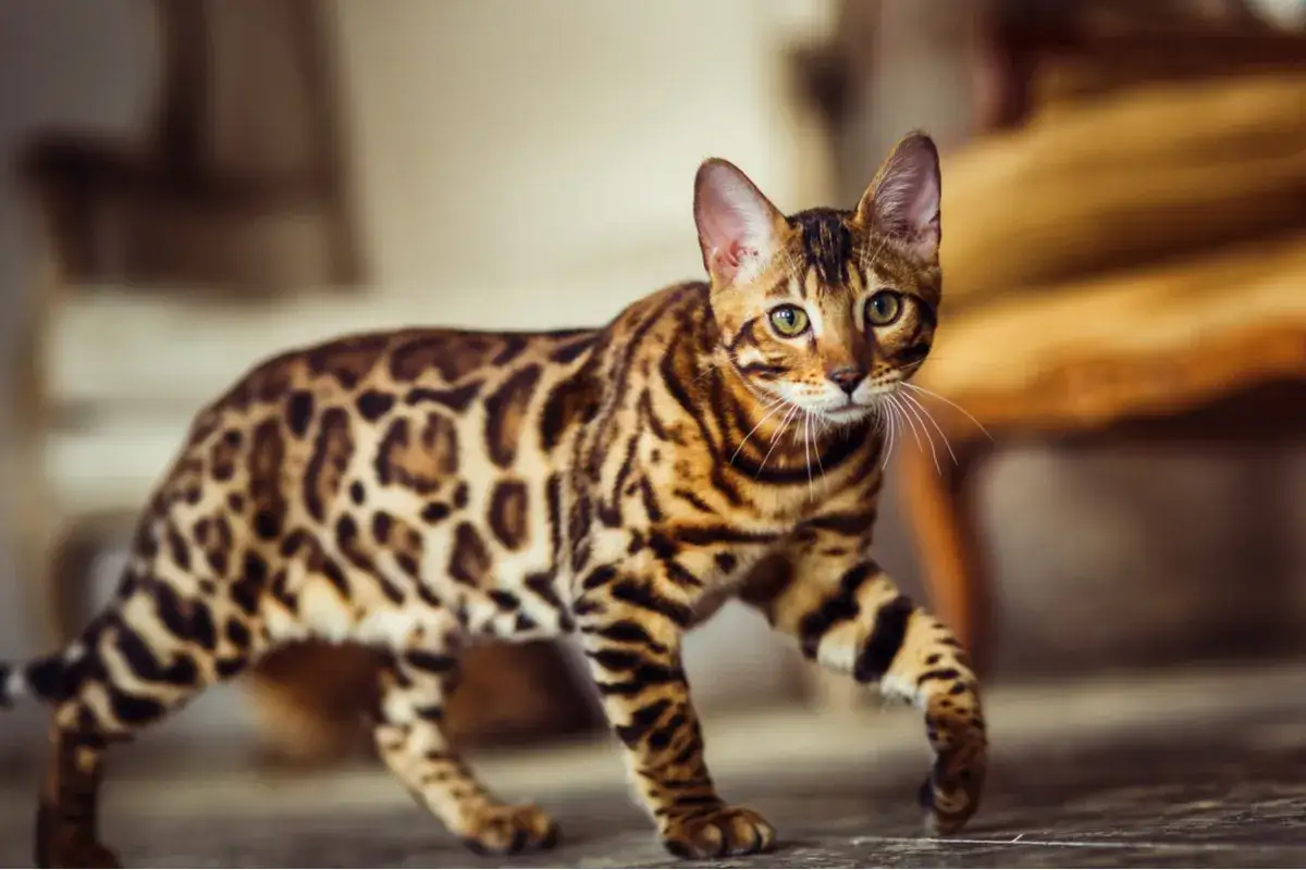 Il felino del Bengala, con il suo manto maculato, cammina con eleganza.