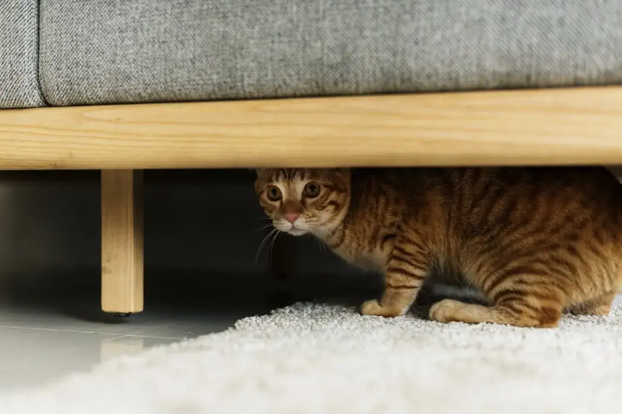Gatto tigrato arancione si nasconde sotto un divano, con occhi spalancati che mostrano di cosa hanno paura i gatti: rumori improvvisi o presenze sconosciute.