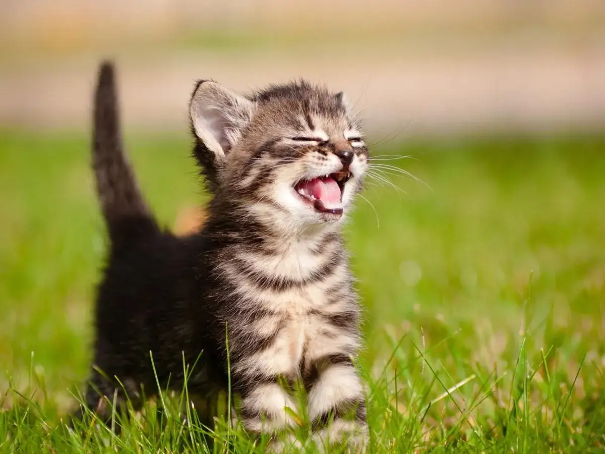 Un gattino tigrato, con gli occhi chiusi e la bocca aperta, emette un verso felice nel prato.