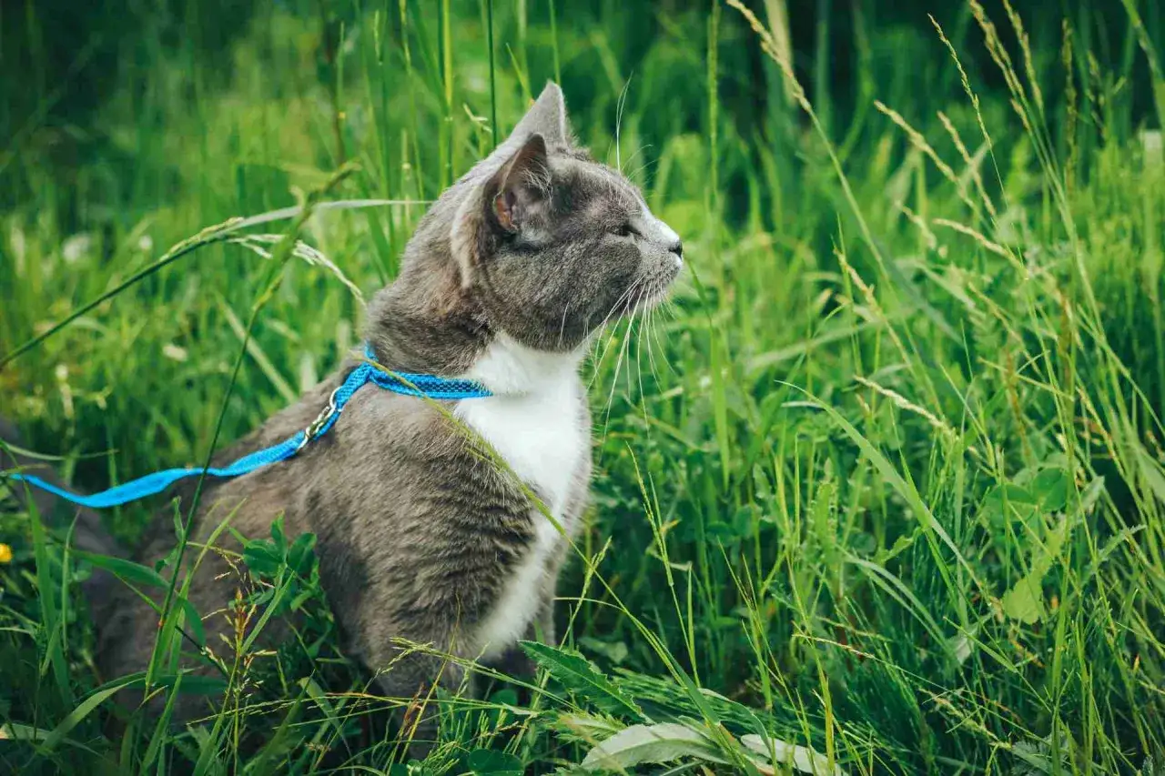 Gatto grigio con pettorina blu in mezzo all'erba alta, pronto per imparare come abituare il gatto al guinzaglio e godersi l'avventura all'aperto.
