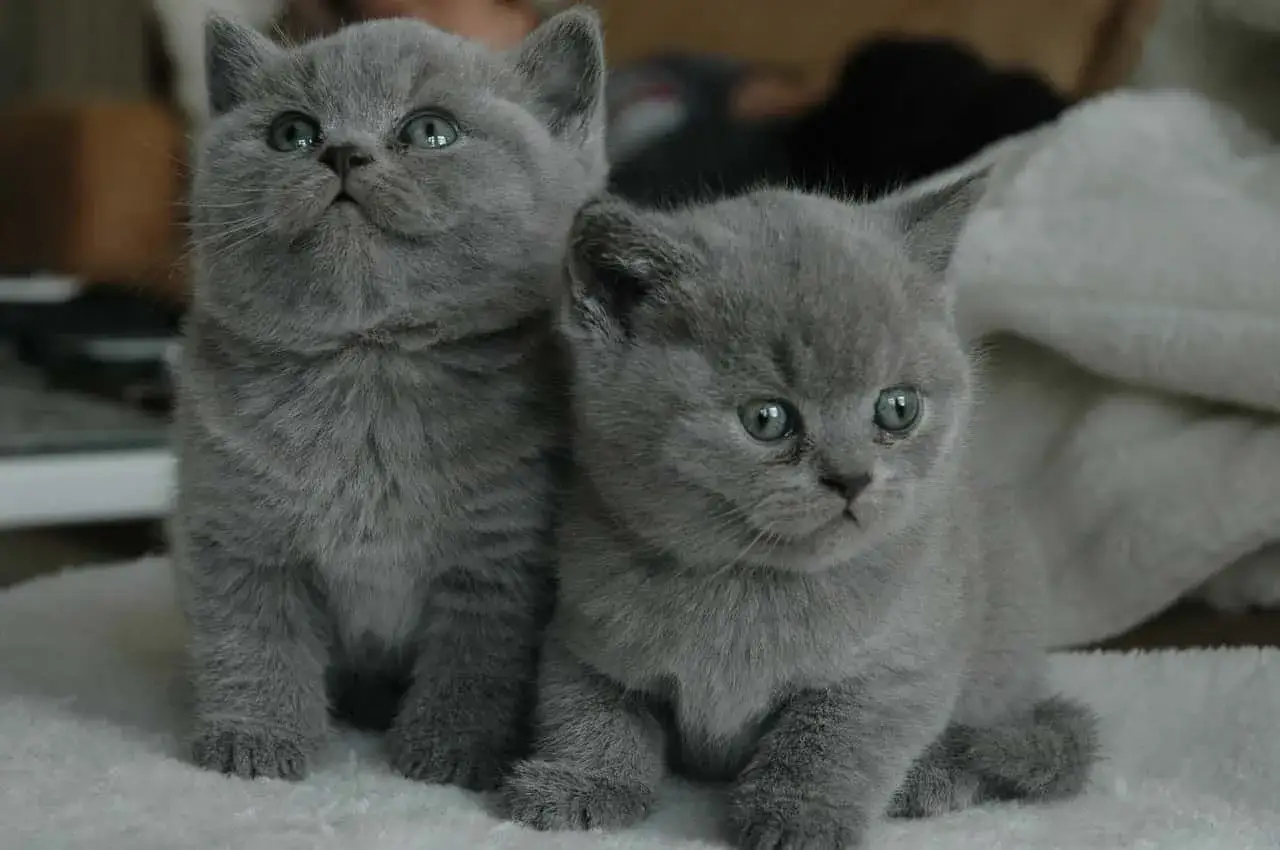 Due adorabili cuccioli di gatto grigio, con occhi grandi e curiosi, sembrano osservare qualcosa con stupore.