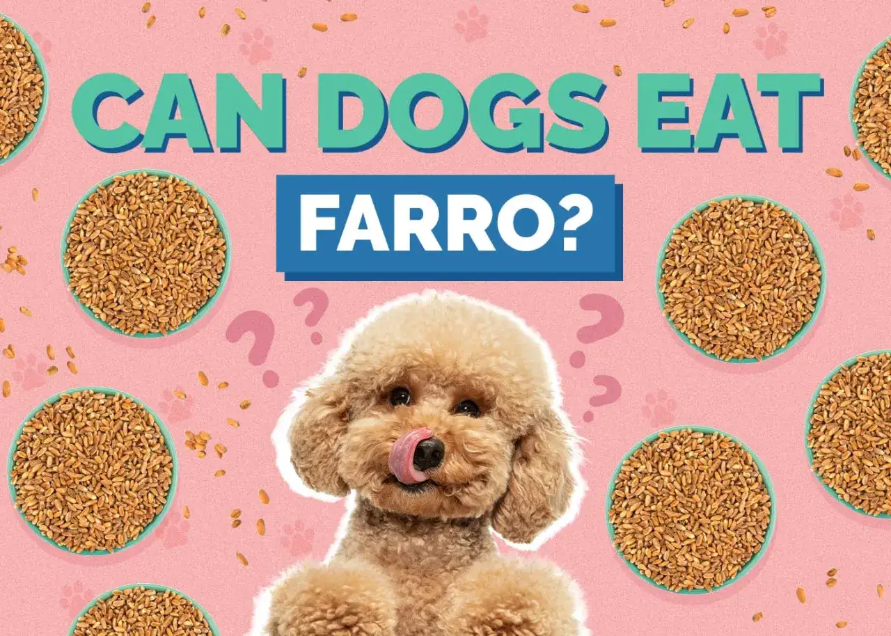 Un simpatico barboncino si chiede se il farro sia adatto ai cani, circondato da ciotole piene di chicchi.