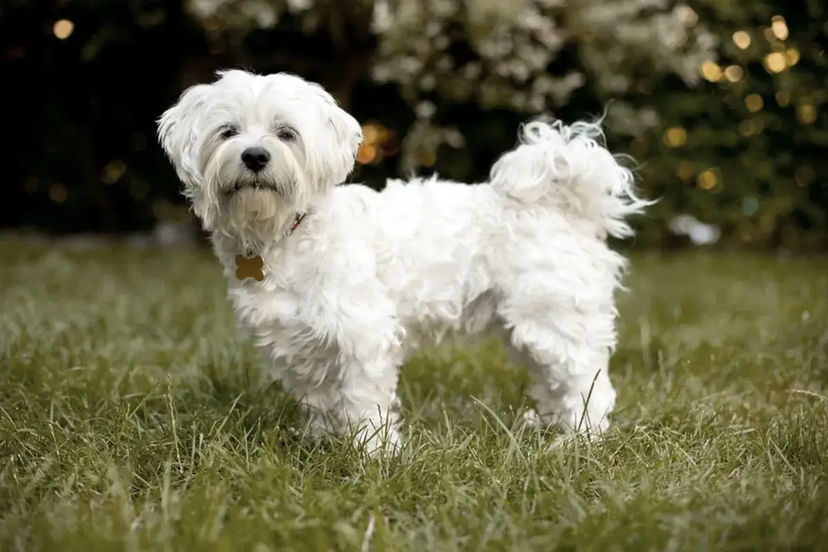 Un adorabile cane bolognese, tutto bianco e soffice, posa sull'erba verde.