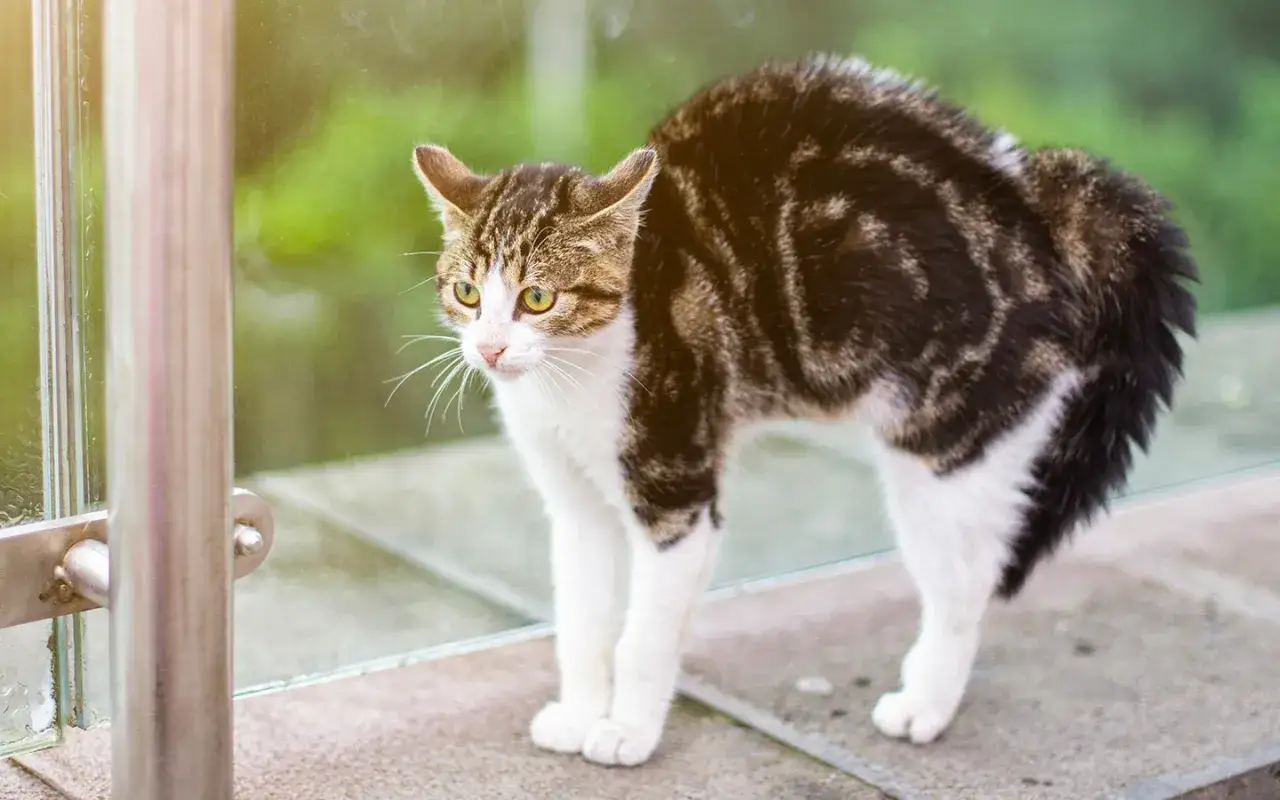 Gatto tigrato con schiena inarcata e pelo irto, segno di iperestesia felina, guarda con occhi verdi spalancati.