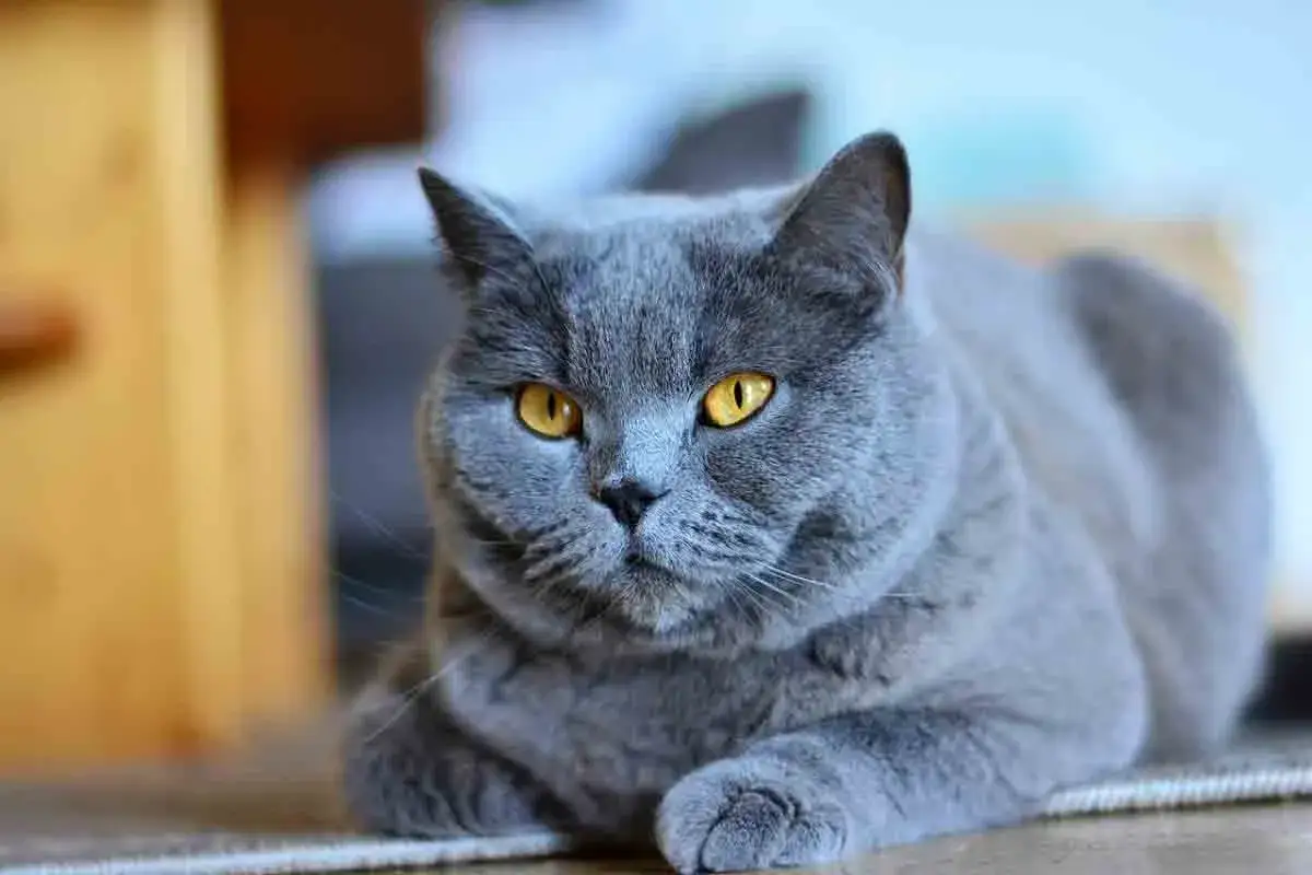 Gatto certosino con occhi dorati, la sua espressione suggerisce grande intelligenza e saggezza.