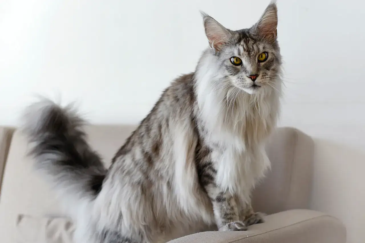 Un maestoso gatto grande razza Maine Coon, con folta pelliccia grigia e bianca, occhi gialli penetranti, siede su un divano color crema.