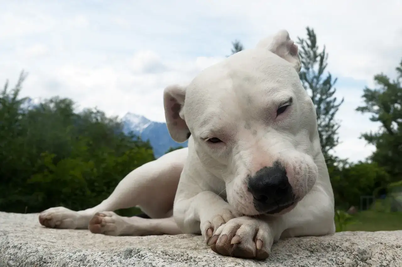 Un cucciolo di dogo argentino bianco, con le zampe incrociate, riposa su una roccia. Sullo sfondo, montagne innevate e alberi verdi.