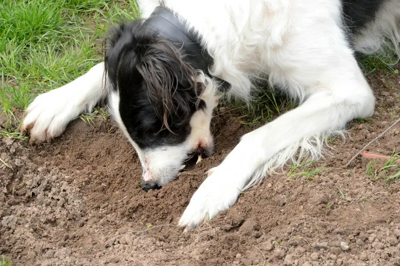 Un cane dal pelo bianco e nero scava nella terra, forse perché il cane mangia la terra per curiosità o per cercare qualcosa.