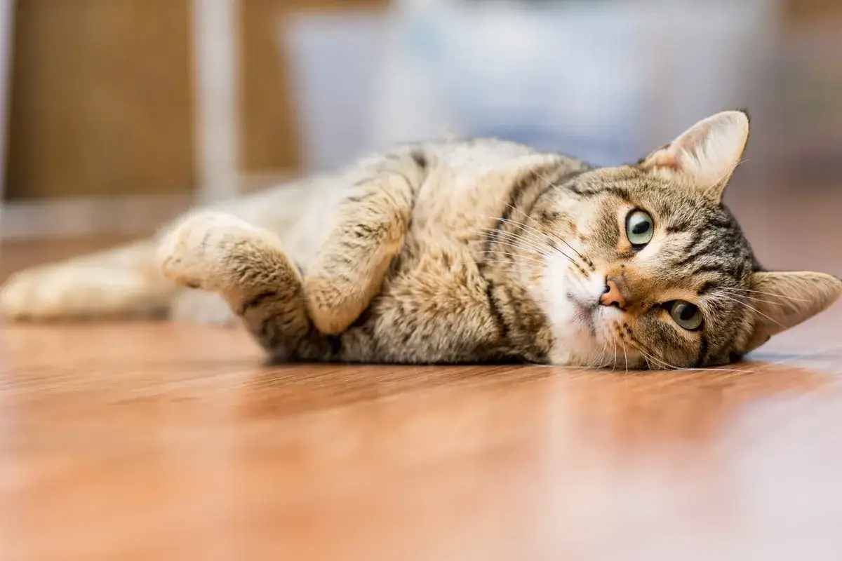 Un adorabile gatto soriano riposa sdraiato su un pavimento di legno, con gli occhi verdi che guardano curiosi.